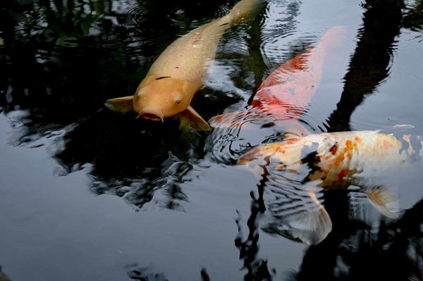 Comment manger les poissons gras?