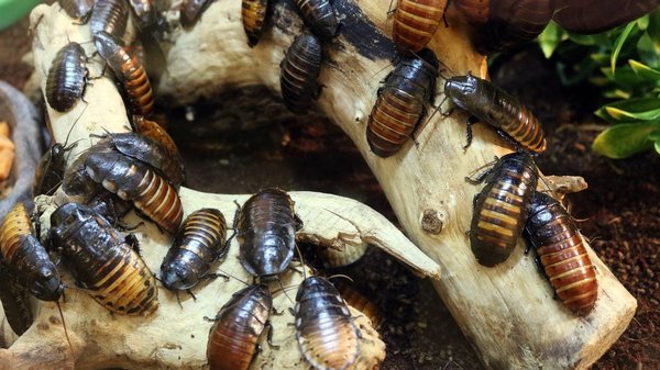 Faire appel à des experts en lutte anti-cafards pour protéger votre domicile